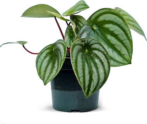 Live Peperomia Watermelon, Peperomia Argyreia, Fully Rooted Houseplant, Housewarming Couples Gift for