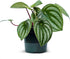 Live Peperomia Watermelon, Peperomia Argyreia, Fully Rooted Houseplant, Housewarming Couples Gift for