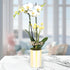 5" Green Circle Growers White with Yellow Orchid in Yellow and White Pot with Love You Mom Pick, Live Indoor Plants