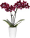 Green Circle Growers 2.5" Purple Mini Orchid in White Ceramic Pot, Live