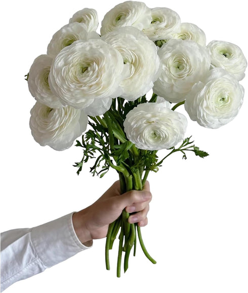 18 Fresh white ranunculus cut flowers, handpicked by a florist, perfect for bouquets, weddings, and home dcor, exuding