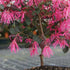 3 8-12 Inches Brussel's Bonsai - Live Chinese Fringe Flower Bonsai Tree, Outdoor Bonsai Tree Live Plant in Decorative
