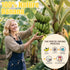 Egcina 12oz (340g) 100% Freeze Dried Bananas Crispy Banana Chips, Lightly Sweet, Real Fruit Snack Resealable Bag