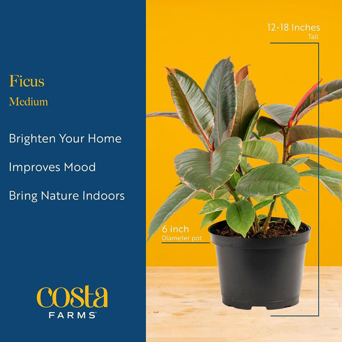 12-18 Inches Costa Farms Ficus Audrey Live Plant in Decorative Pot, Indoor Houseplant, Perfect for Home, Room
