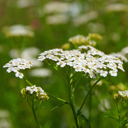 8 oz 227g, Alpi Nature Yarrow Tea Dried and Cut Yarrow Herb, Loose Leaf Tea for Herbal Infusion