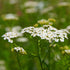 8 oz 227g, Alpi Nature Yarrow Tea Dried and Cut Yarrow Herb, Loose Leaf Tea for Herbal Infusion