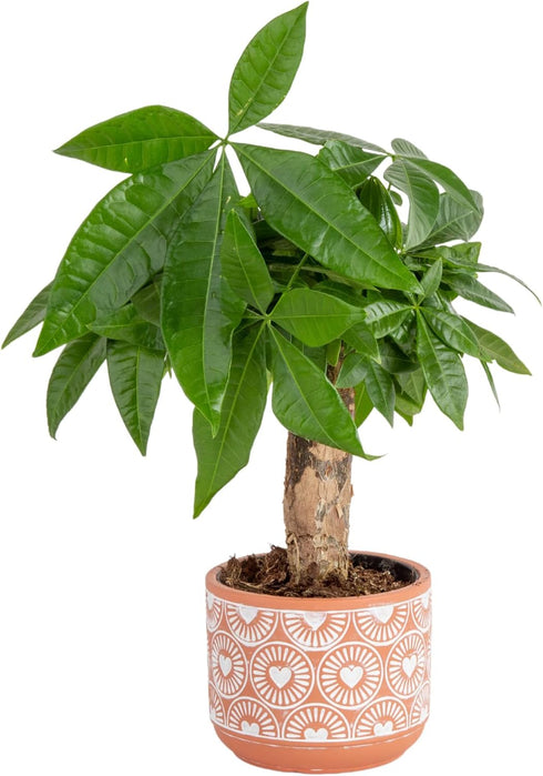 Costa Farms Money Tree Live Indoor Plant, 10 Inches Tall, Pachira Aquatica