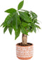 Costa Farms Money Tree Live Indoor Plant, 10 Inches Tall, Pachira Aquatica