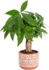 Costa Farms Money Tree Live Indoor Plant, 10 Inches Tall, Pachira Aquatica