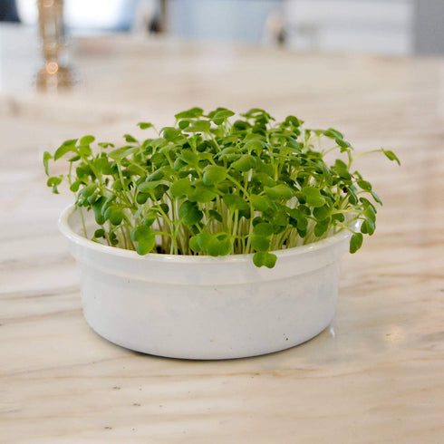 2 Lb Organic Brown Mustard Sprouting Seeds: - Hot Mustard Seed: for Spices, Sprouts, Microgreens, Making Gourmet