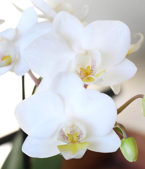 3" Green Circle Growers Petite White Orchid in Evi White Planter, Live Plant Best Teacher Ever