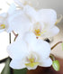3" Green Circle Growers Petite White Orchid in Evi White Planter, Live Plant Best Teacher Ever