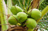 1.5 Food to Live Organic Coconut Chips, Pounds - Non-GMO, Kosher, Raw, Desiccated, Unsweetened, Unsulfured, Dried