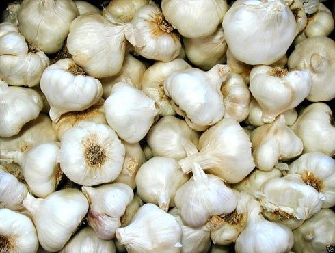 (3 Bulbs)untreated, California White Garlic, for Planting Large Heirloom Organic!