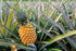 5 Food to Live Dried Diced Pineapple, Pounds Raw, Vegan, Sweetened, Unsulfured, Bulk, Great for Culinary Use and Baking