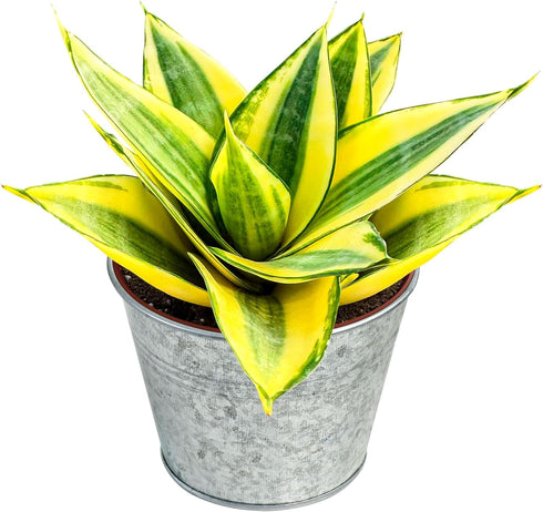 Live Plants Snake Plant in 4" Matte Gray Pot, Easy to Grow
