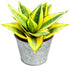 Live Plants Snake Plant in 4" Matte Gray Pot, Easy to Grow