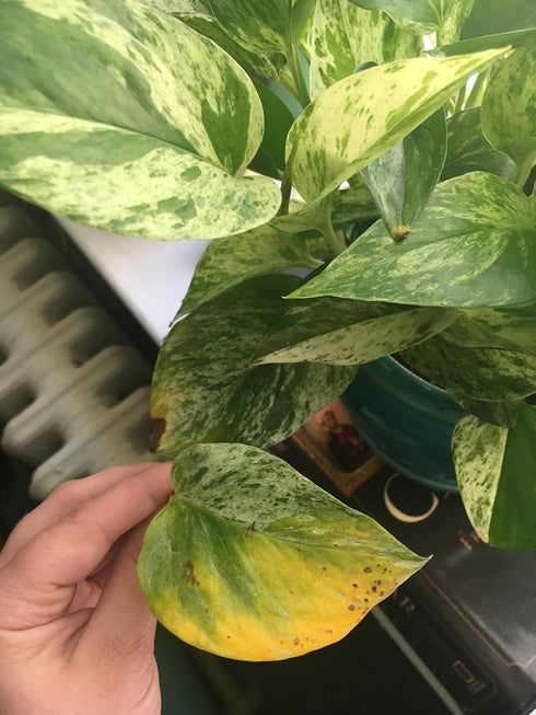 6 Inch Epipremmum Golden Pothos - Live Plant in a Pot - Aureum - Stunning Houseplant with Unique Foliage - The Perfect