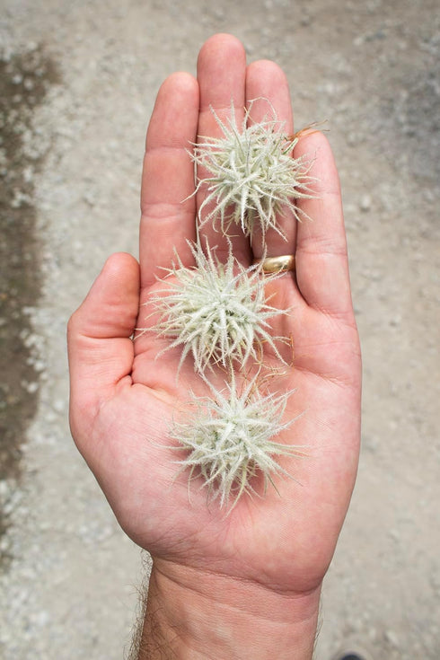 Garden in the City Air Plant Tectorum Snow Ball 3 Pack (Grown and Shipped from California)