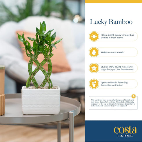 (Pack 10) Costa Farms Lucky Bamboo Spiral Stalks