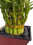 Generic 2 6" 4" Live Lucky Bamboo Plant in Red Vase, Tiers, and Stalks