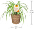 5" Green Circle Growers Spider Plant in Seagrass Planter, Live Plant Thankful for You