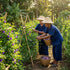 100% 8.82 oz (750+ (250Gram) INCAS USDA Organic Butterfly Pea Flower Cups) DIRECT FROM SOURCE Thailand Non GMO Verified