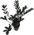 4" Rare Dwarf Black ZZ Plant - Zamioculcas Zamicro - Pot - Houseplant