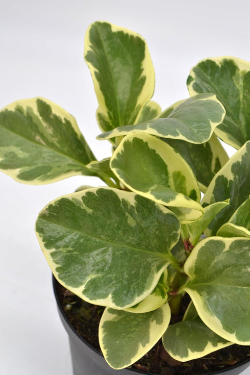 6 Inch 3-Pack Live Peperomia Growers Choice in Nursery Grower Pot | Easy-Care Indoor Houseplant for Home and Office