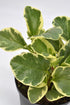 6 Inch 3-Pack Live Peperomia Growers Choice in Nursery Grower Pot | Easy-Care Indoor Houseplant for Home and Office