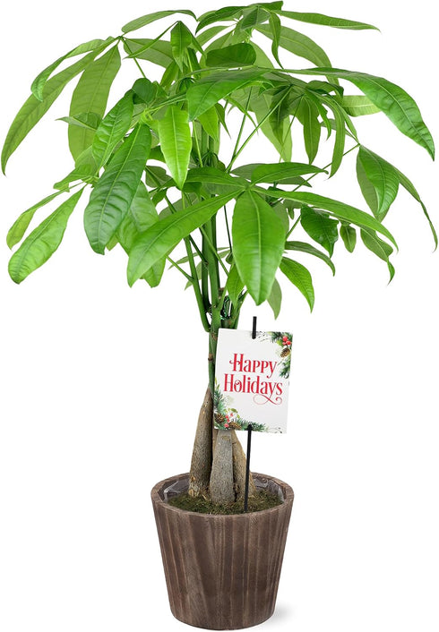 Green Circle Growers 5" Money Tree in Wilson Brown Planter, Live Plant