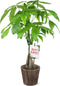 Green Circle Growers 5" Money Tree in Wilson Brown Planter, Live Plant