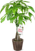 Green Circle Growers 5" Money Tree in Wilson Brown Planter, Live Plant
