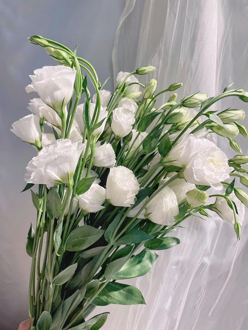 10 Stems Grade A White Lisianthus Fresh Cut Flowers Bouquet for Home Decor, Birthdays Anniversaries Healing Sympathy
