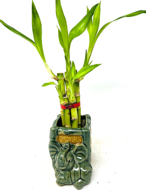 JM BAMBOO 5 3 inch Stalks Lucky Bamboo in Square Elephant Vase -Unique Indoor Plants