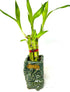 JM BAMBOO 5 3 inch Stalks Lucky Bamboo in Square Elephant Vase -Unique Indoor Plants