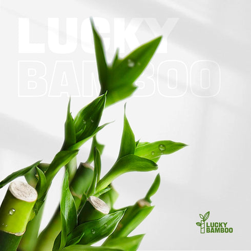 3 Set (2x4 1x6) Stalks Lucky Bamboo Plants Indoor Live - Multi-Height & for Good Luck & Prosperity - Easy Care