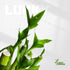 3 Set (2x4 1x6) Stalks Lucky Bamboo Plants Indoor Live - Multi-Height & for Good Luck & Prosperity - Easy Care