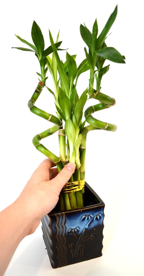 9GreenBox - Lucky Bamboo Spiral Style with Black and Blue Ceramic Vase Live Plant Ornament Decor for Home, Kitchen