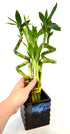 9GreenBox - Lucky Bamboo Spiral Style with Black and Blue Ceramic Vase Live Plant Ornament Decor for Home, Kitchen