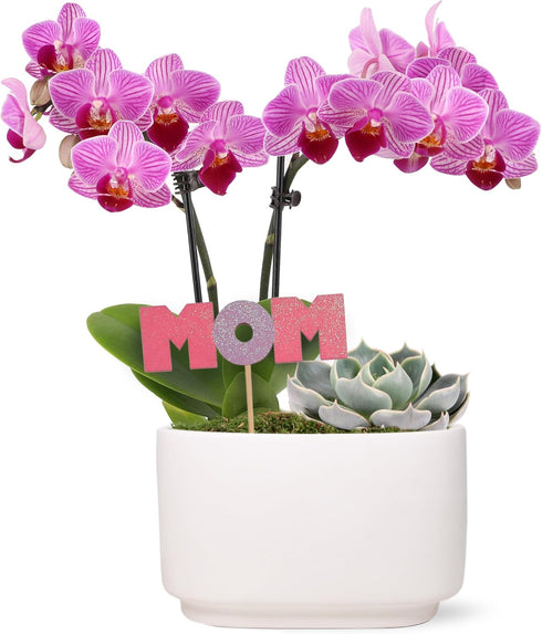 Green Circle Growers 4" Pink Orchid with Succulent in White Ceramic Pot