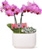 Green Circle Growers 4" Pink Orchid with Succulent in White Ceramic Pot