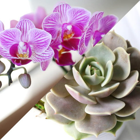 4" Green Circle Growers Pink Orchid with Succulent in White Ceramic Pot with Mom Pick, Live Indoor Plants, House Plant