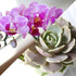 4" Green Circle Growers Pink Orchid with Succulent in White Ceramic Pot with Mom Pick, Live Indoor Plants, House Plant
