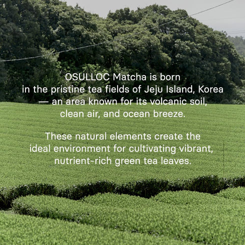 (1.41oz, 40g) OSULLOC Volcanic Isle Matcha Powder, Ceremonial Grade Korean Matcha for lattes, Green tea powder from