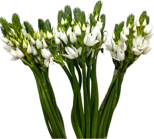20 WANGBINYU Stems Ornithogalum Fresh Cut Flowers Blooms of Star of Bethlehem Bouquet Prime Delivery LA FLOWER MARKET