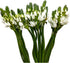 20 WANGBINYU Stems Ornithogalum Fresh Cut Flowers Blooms of Star of Bethlehem Bouquet Prime Delivery LA FLOWER MARKET
