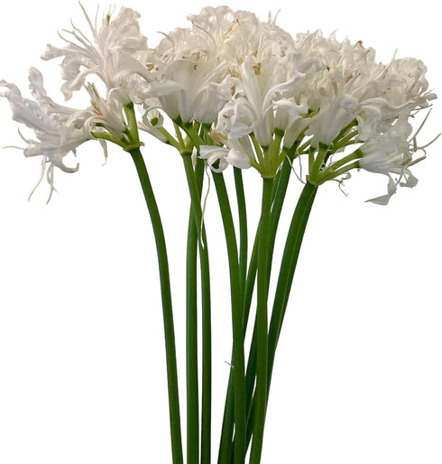 10 Fresh White Lycoris Radiata Fresh Cut Flowers Premium Floral Stems Bouquet