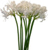 10 Fresh White Lycoris Radiata Fresh Cut Flowers Premium Floral Stems Bouquet