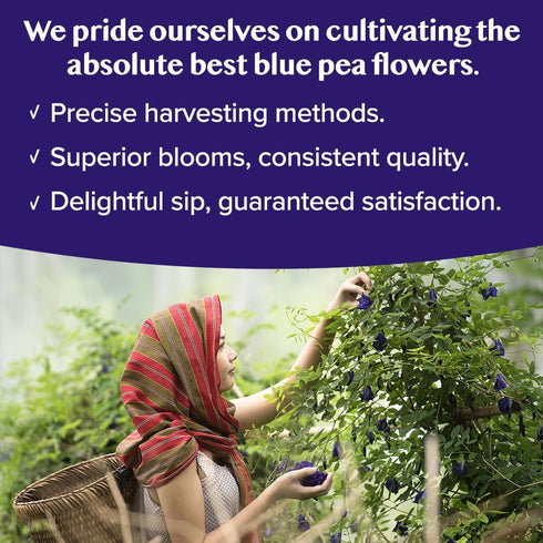 (15 VAHDAM, Butterfly Pea Flower Pyramid Bags) Vegan, Non-GMO | Delicate & Earthy | Direct From Source Plant-Based